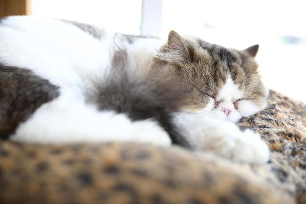 Lindo gato durmiendo durante el día