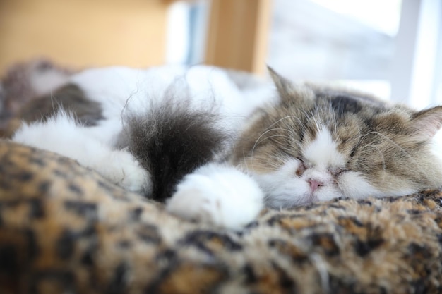 Lindo gato durmiendo durante el día