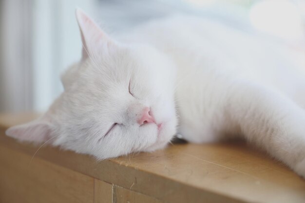 Lindo gato durmiendo durante el día