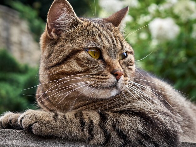 Lindo gato durmiendo en el parque.