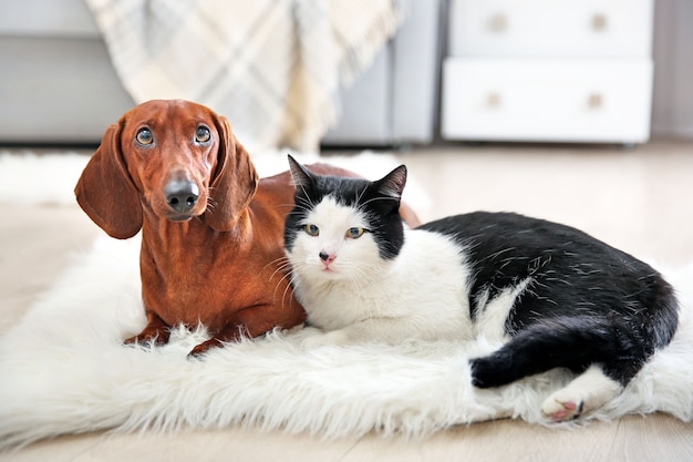 Lindo gato e cachorro bassê no tapete, interior