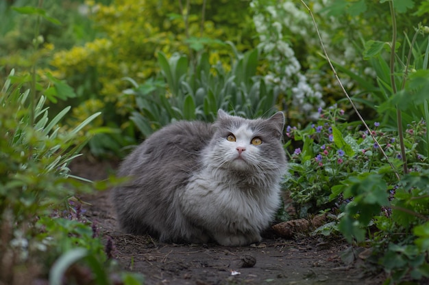 Lindo gato e plantas florescendo no jardim Gato em um campo de flores Gato deitado em um canteiro de flores Gatinho sentado no campo com flores