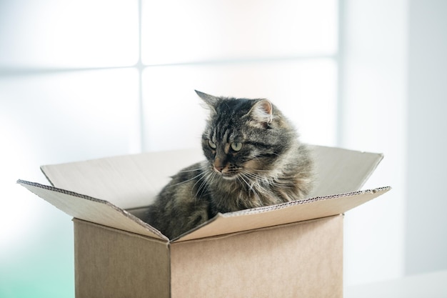 Lindo gato em uma caixa de papelão