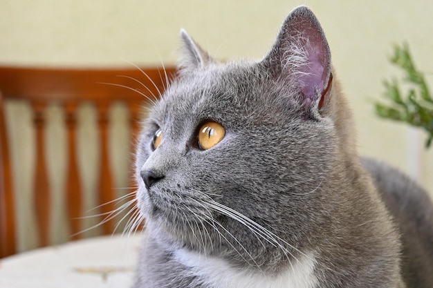 Lindo gato encontra-se na cozinha em cima da mesa