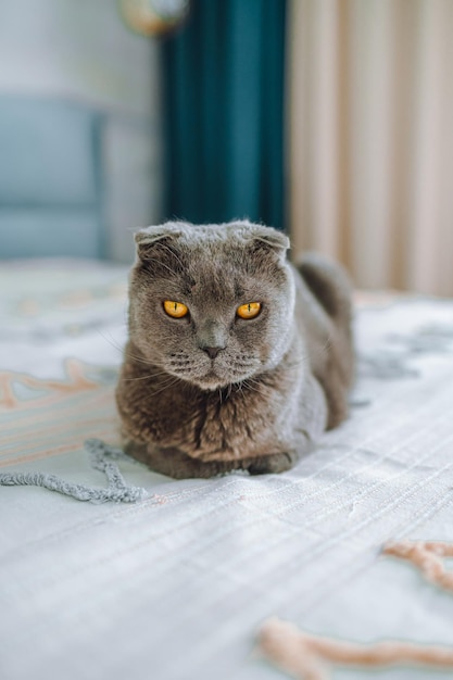 Lindo gato escocês cinza na cama no quarto