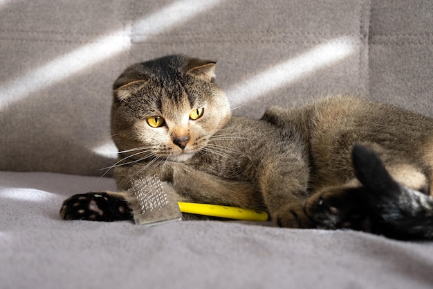 Lindo gato escocês está em um sofá cinza com uma escova para pentear lã