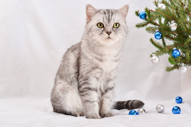 Un lindo gato escocés está sentado junto a una rama de Navidad. Una postal de año nuevo y Navidad con un gato. copia espacio