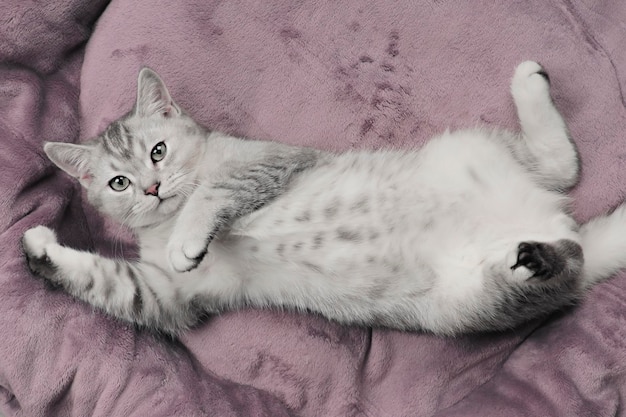 lindo gato escocés gris con ojos verdes