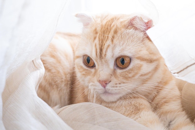 El lindo gato escocés de jengibre está sentado en casa sobre un fondo claro borroso. mascota esponjosa