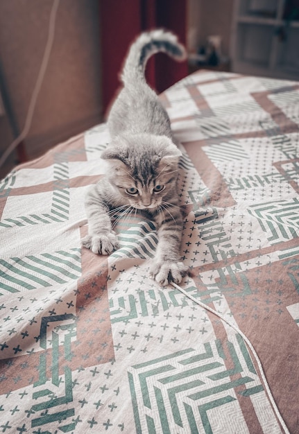 Lindo gato escocés joven de cerca gato heterosexual escocés