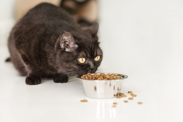 Foto lindo gato escocês marrom come comida seca no chão da cozinha, close-up