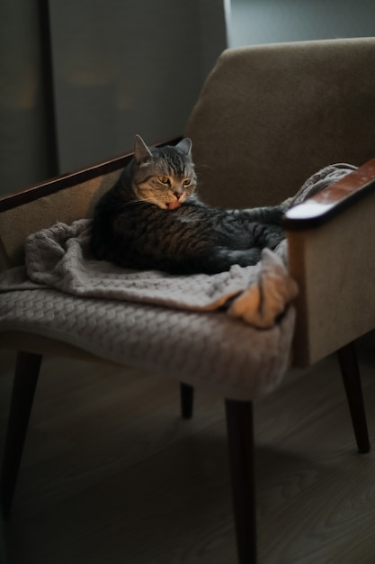 Lindo gato escocés recto durmiendo en un acogedor sillón en el interior