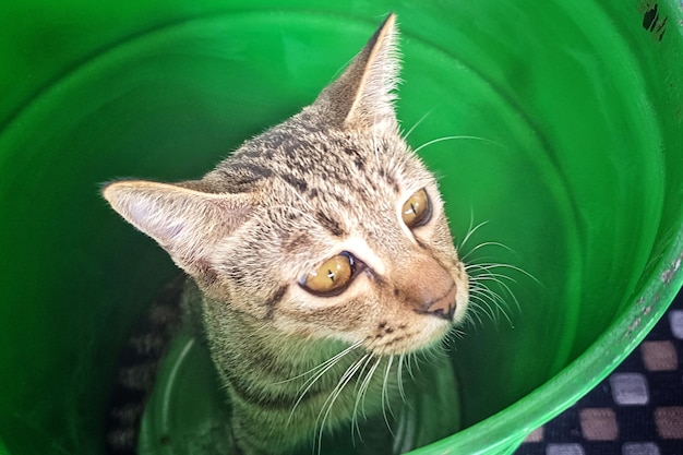 un lindo gato escondido en un barril verde