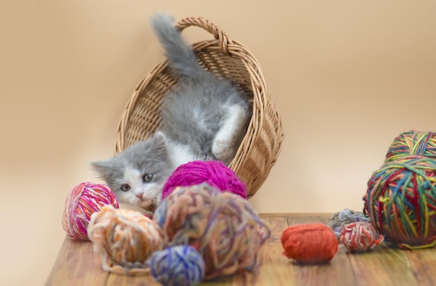 Lindo gato esponjoso está jugando con una bola de tejer Lindo gatito y bola de hilo Gato con bolas de hilos en una canasta de barbas