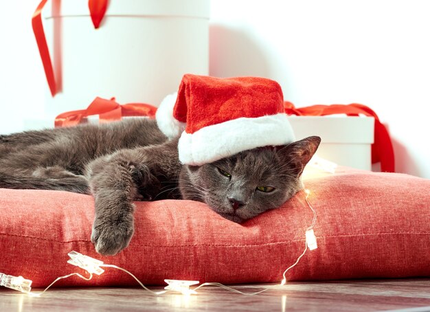 Lindo gato esponjoso con gorro de Papá Noel