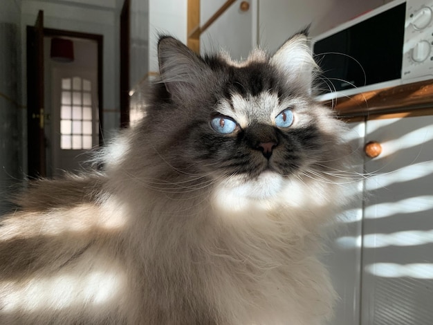 Lindo gato esponjoso con ojos azules iluminados a rayas a través de las persianas