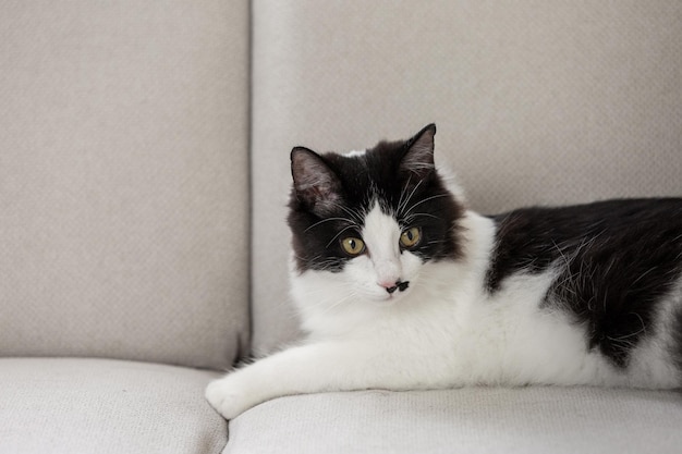 Lindo gato esponjoso relajándose en el sofá