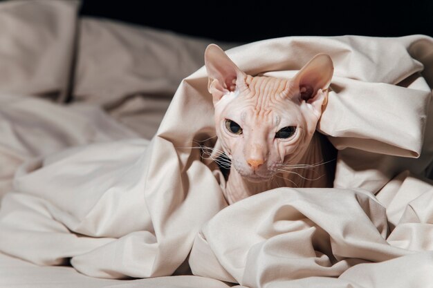 lindo gato está acostado en la cama