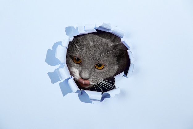 Lindo gato fofo cinza espreita de um buraco no papel azul. copie o espaço.