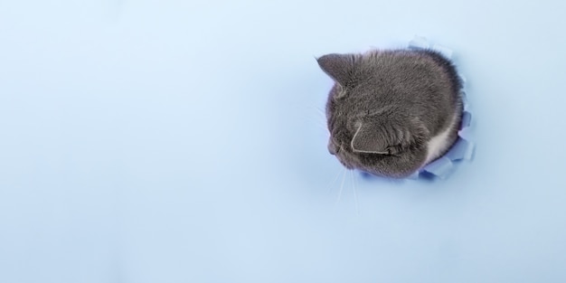 Lindo gato fofo cinza espreita de um buraco no papel azul. copie o espaço.