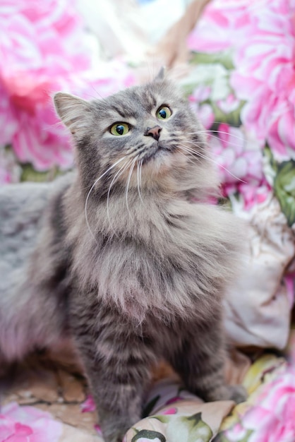 Lindo gato fofo cinza fofo em casa olhando para cima