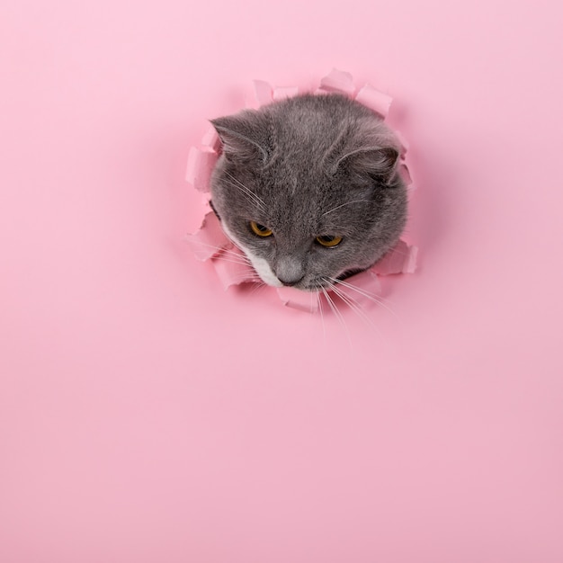 Lindo gato fofo cinzento espreita de um buraco em papel rosa. copie o espaço.