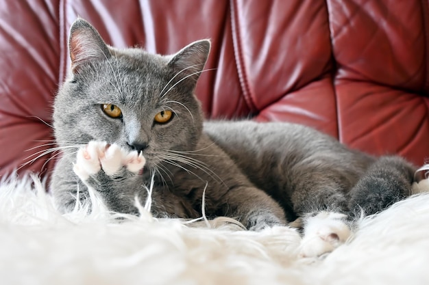 lindo gato fofo em casa posando para um fotógrafo