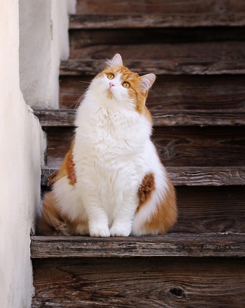 Foto lindo gato fofo está sentado na escada de madeira ao ar livre