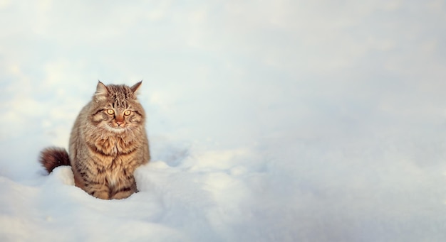 lindo gato fofo senta-se na neve