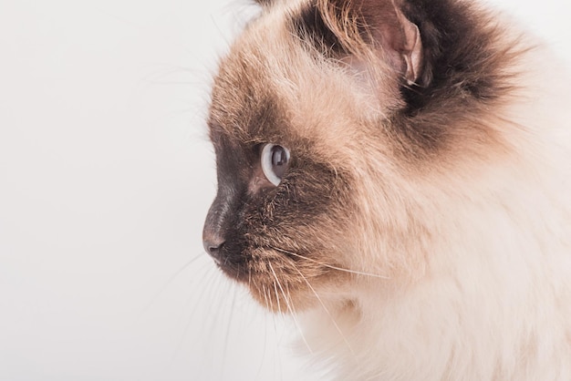 Lindo gato fofo siberiano em um fundo branco O jovem gato é de raça pura