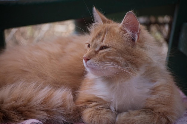 Lindo gato fofo vermelho senta-se em um banco