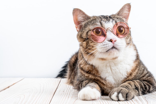 Lindo gato con gafas