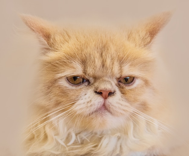 Lindo gato, gato acostado en el piso de madera en el fondo borroso de cerca juguetón