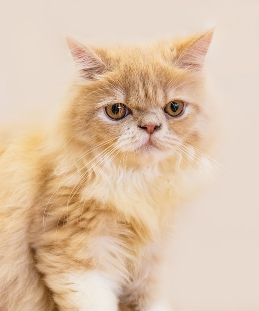 Lindo gato, gato acostado en el piso de madera en el fondo borroso de cerca juguetón