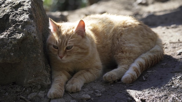 Un lindo gato gordo y pelirrojo yace en el suelo, mira a su alrededor y mueve la cola. Un gato adulto descansa en el suelo junto a una piedra. Mascota. Primer plano, 4K UHD.