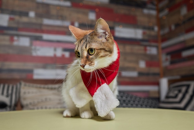 Lindo gato con gorro de Papá Noel contra luces de Navidad borrosas