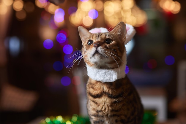 Lindo gato con gorro de Papá Noel contra luces de Navidad borrosas