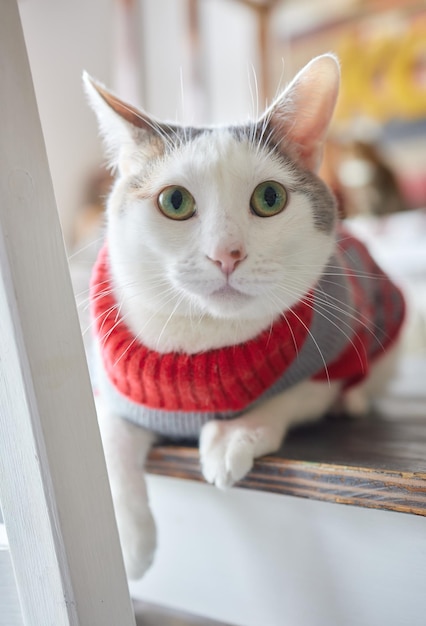 Lindo gato con gorro de Papá Noel contra luces de Navidad borrosas