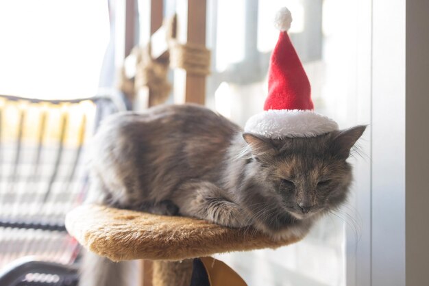 Lindo gato con gorro de Papá Noel contra luces de Navidad borrosas