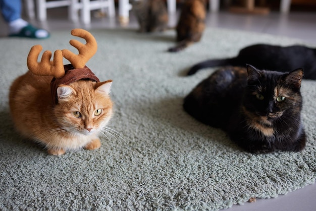 Lindo gato con gorro de Papá Noel contra luces de Navidad borrosas