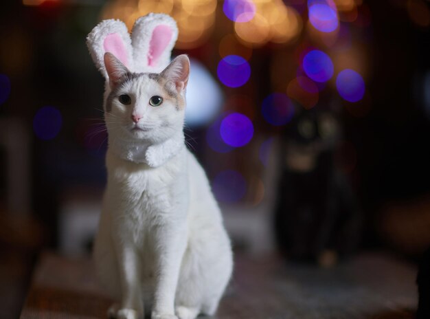 Lindo gato con gorro de Papá Noel contra luces de Navidad borrosas