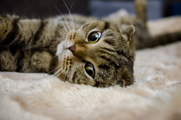 Lindo gato gracioso acostado en cama en casa. Gato escocés de pelo corto