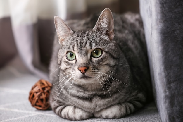 Lindo gato gracioso en casa