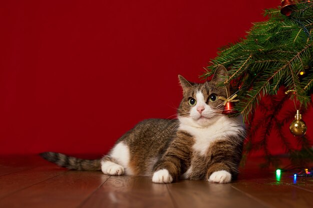 Lindo gato gracioso se encuentra debajo de un árbol de Navidad sobre un fondo rojo, para una tarjeta de año nuevo