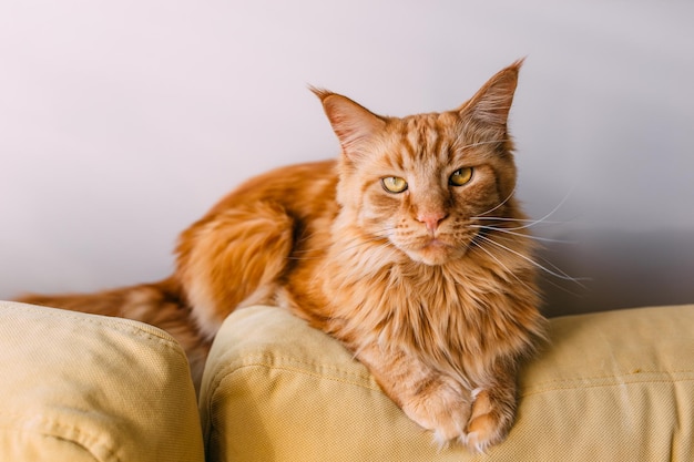 lindo gato grande vermelho maine coon fica em casa