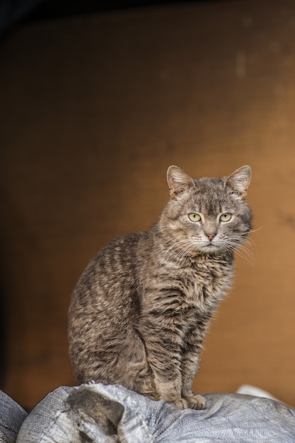 Lindo gato de granja. Gato adulto del pueblo en la granja.