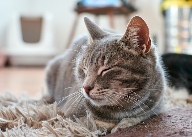 Un lindo gato gris acostado sobre la alfombra en una habitación con los ojos cerrados