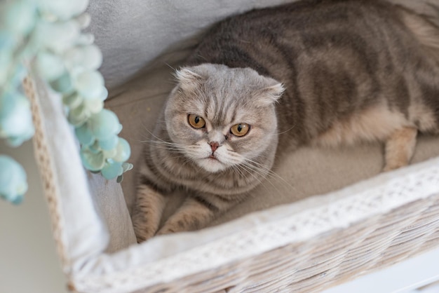 Lindo gato gris se asoma de una vaina de mimbre la raza escocesa