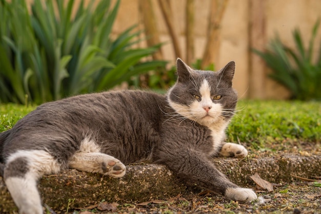 Lindo gato gris y blanco descansa en el prado