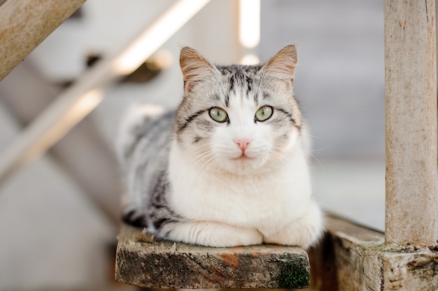 Lindo gato gris y blanco con ojos verde claro acostado sobre la tabla de madera